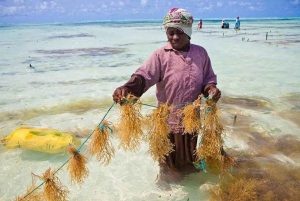 Sansibar: Algenfarm-Tour mit einheimischen Frauen