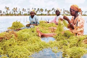 Sansibar: Algenfarm-Tour mit einheimischen Frauen