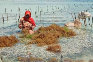 Sansibar: Algenfarm-Tour mit einheimischen Frauen