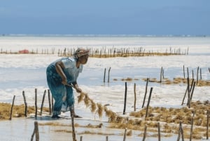 Zanzíbar: tour sobre el cultivo de algas y el empoderamiento de las mujeres