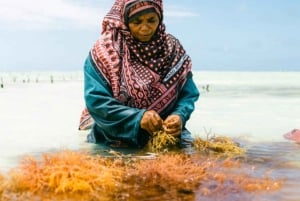 Zanzíbar: tour sobre el cultivo de algas y el empoderamiento de las mujeres