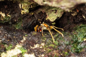 Sansibar : Secret Beach, Kuza-luola ja Jozani kuljetuksineen.