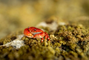 Sansibar : Secret Beach, Kuza-luola ja Jozani kuljetuksineen.