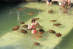 Zanzibar Signature Adventure – Dolphins, Turtles & Horses