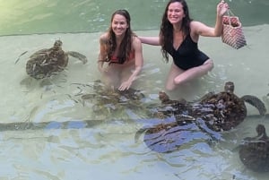 Zanzibar Signature Adventure – Dolphins, Turtles & Horses