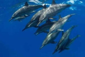 Zanzibar Signature Adventure – Dolphins, Turtles & Horses