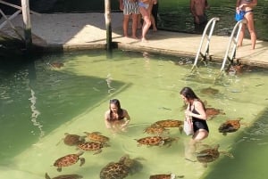 Zanzibar Signature Adventure – Dolphins, Turtles & Horses