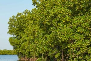 Zanzibar: Sielukas SUP-/kajakkiseikkailu mangrove-lahtella