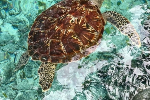 Zanzibar: Dagsudflugt til sydkystens strand med besøg i Salaam-grotten