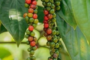 Zanzibar: specerijenavontuur en wandeltochten door Stone Town