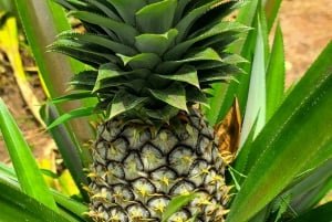 ザンジバル：スパイス農園ツアー、ココナッツ・クライミング、地元のランチをお楽しみください