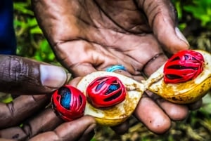 ザンジバル：スパイス農園ツアー、ココナッツ・クライミング、地元のランチをお楽しみください