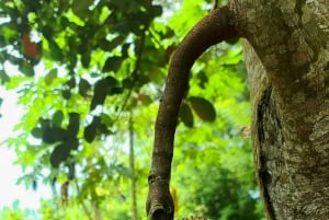 ザンジバル：スパイス農園ツアー、ココナッツ・クライミング、地元のランチをお楽しみください