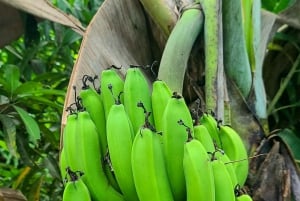 ザンジバル：スパイス農園ツアー、ココナッツ・クライミング、地元のランチをお楽しみください