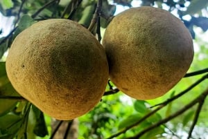 ザンジバル：スパイス農園ツアー、ココナッツ・クライミング、地元のランチをお楽しみください