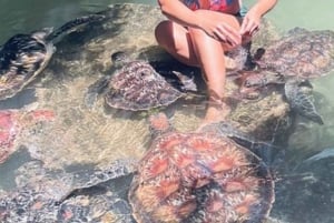 Zanzibar: Spice Farm and Sea Turtle Sanctuary Tour
