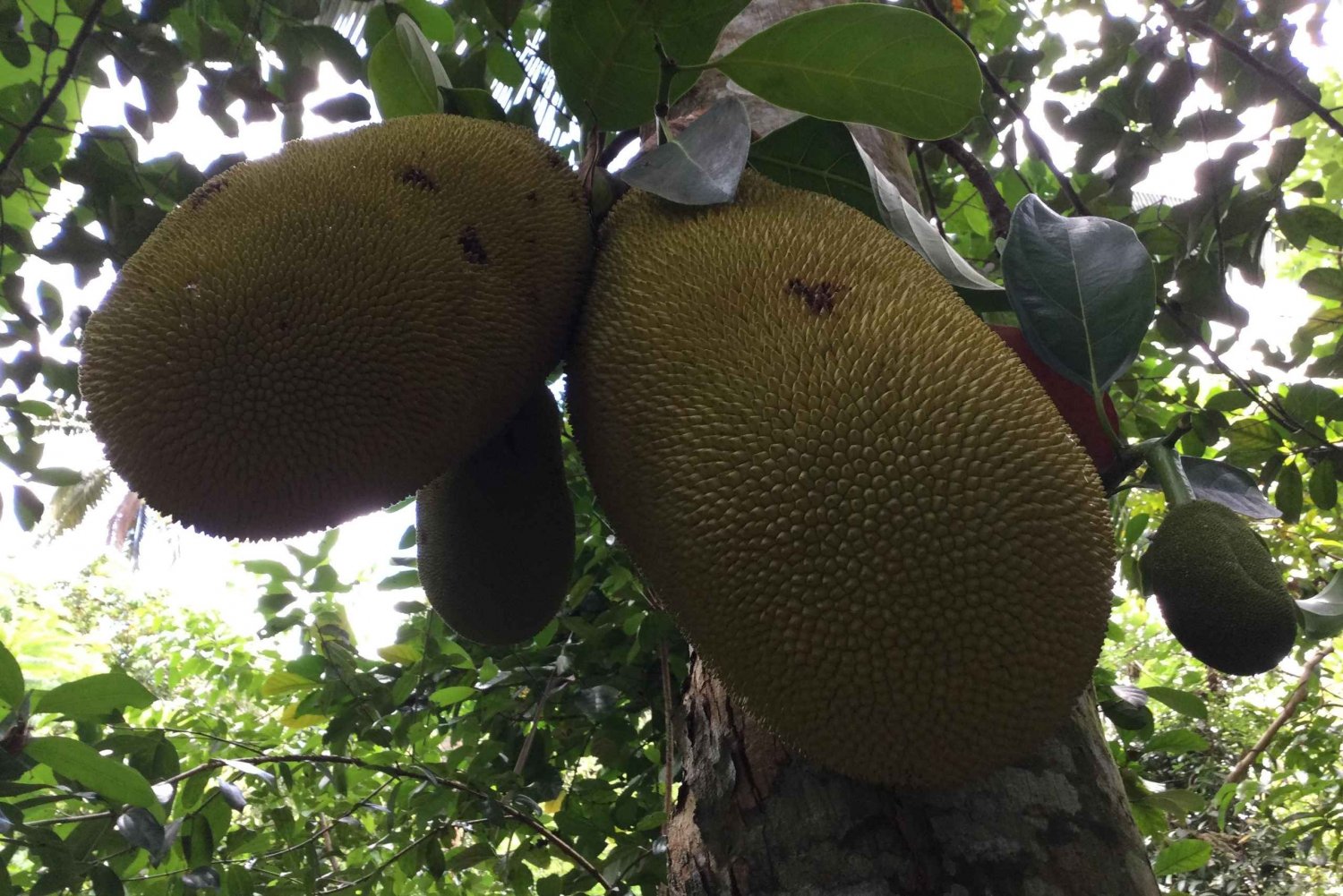 Zanzíbar:Stone Town y Granja de Especias Tour Privado Almuerzo Incluido