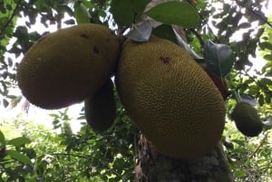 Zanzíbar:Stone Town y Granja de Especias Tour Privado Almuerzo Incluido