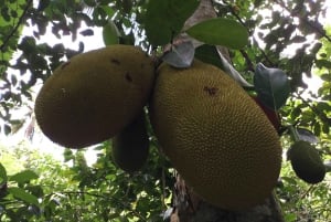 Zanzíbar:Stone Town y Granja de Especias Tour Privado Almuerzo Incluido