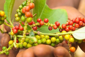 Zanzibar: Farma przypraw i lekcja gotowania z lunchem