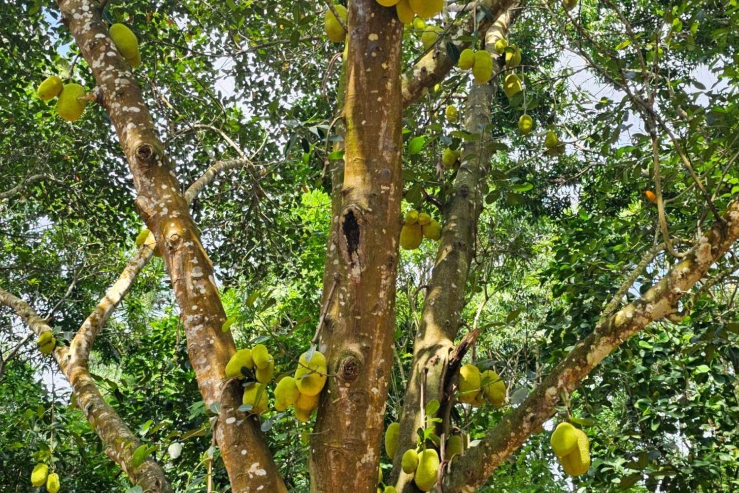 Zanzibar: wycieczka po farmie przypraw
