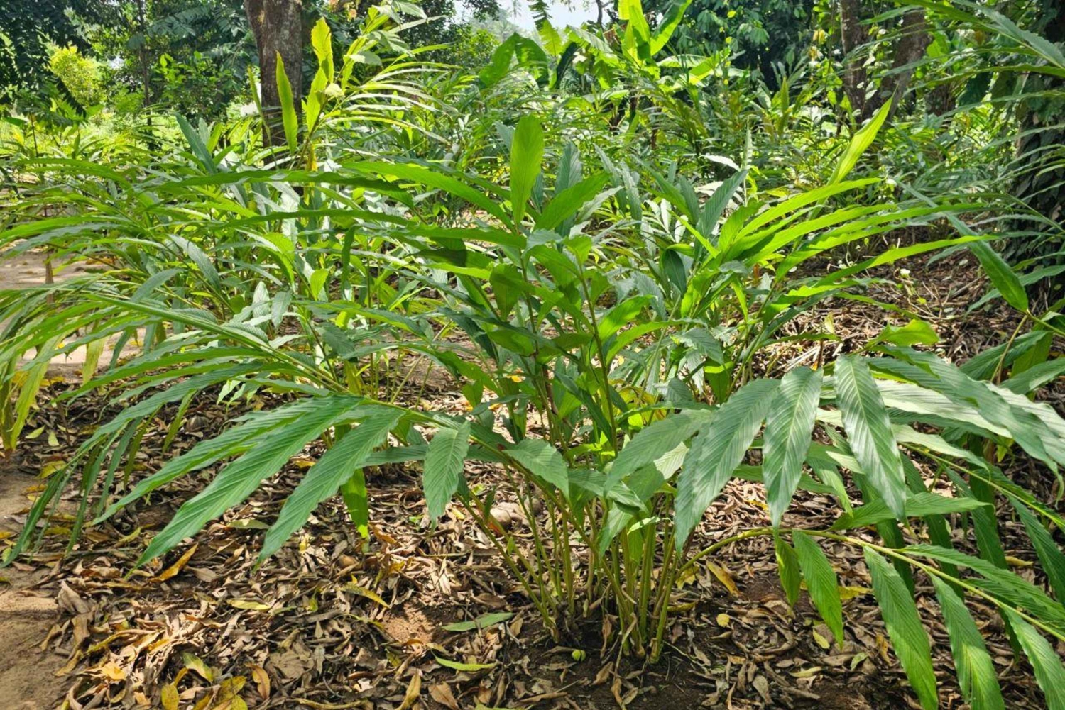 Zanzibar: wycieczka po farmie przypraw