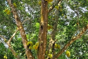 Zanzibar: wycieczka po farmie przypraw