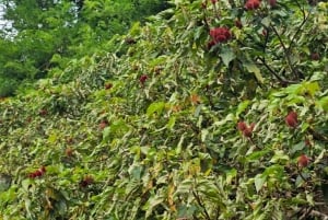 Zanzibar: wycieczka po farmie przypraw