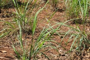 Zanzibar: wycieczka po farmie przypraw