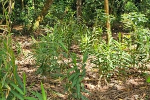 Zanzibar: wycieczka po farmie przypraw