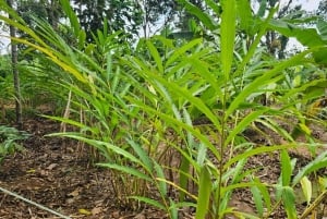 Zanzibar: wycieczka po farmie przypraw