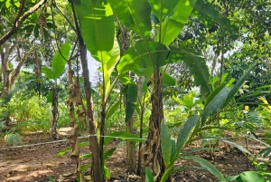 Zanzibar: wycieczka po farmie przypraw