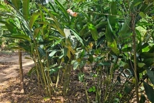 Zanzibar: wycieczka po farmie przypraw