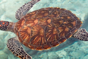 ZANZIBAR : découverte d'une ferme d'épices et baignade avec les tortues à la grotte de Salaam