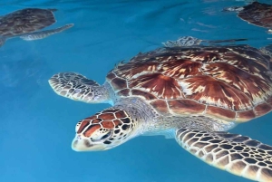 ZANZIBAR : découverte d'une ferme d'épices et baignade avec les tortues à la grotte de Salaam