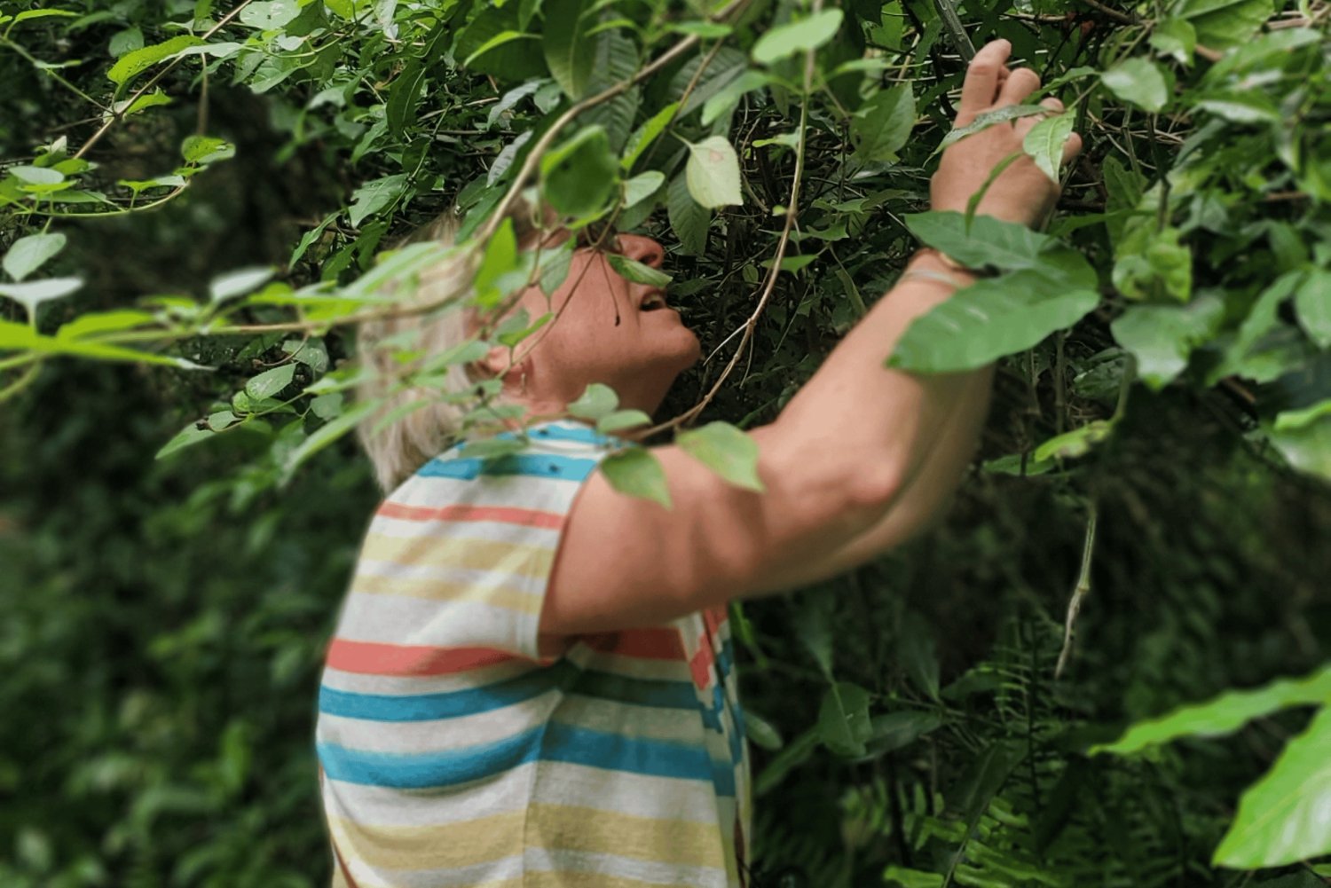 Sansibar: Mausteviljelmän opastettu kävelykierros ja lounas