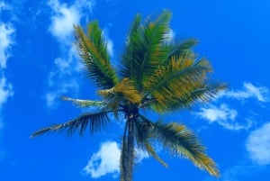 Sansibar: Mausteviljelmän opastettu kävelykierros ja lounas