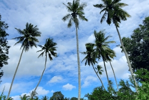 Zanzibar: wycieczka z przewodnikiem po farmie przypraw z lunchem