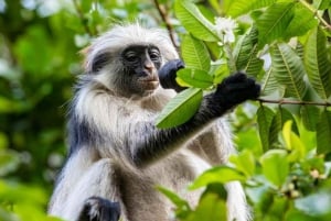 ザンジバル：スパイス農園、ジョザニ森林、ブルーラグーン日帰りツアー