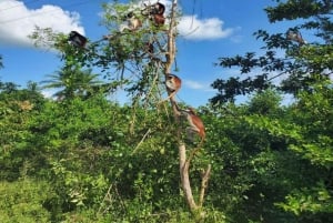 ザンジバル：スパイス農園、ジョザニ森林、ブルーラグーン日帰りツアー