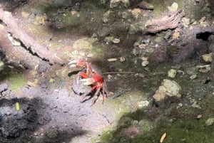 ザンジバル：スパイス農園、ジョザニ森林、ブルーラグーン日帰りツアー