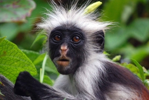 Zanzibar: Spice Farm, Jozani Forest, and Stone Town Tour