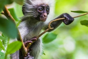 Zanzibar: Spice Farm, Jozani Forest, and Stone Town Tour