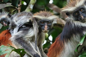 Zanzibar: Spice Farm, Jozani Forest, and Stone Town Tour