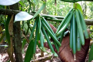 Zanzibar: Spice Farm, Jozani Forest, and Stone Town Tour