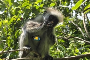 Zanzibar: krydderifarm, Jozani-skoven og The Rock Restaurant