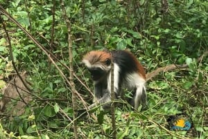 Zanzibar: krydderifarm, Jozani-skoven og The Rock Restaurant