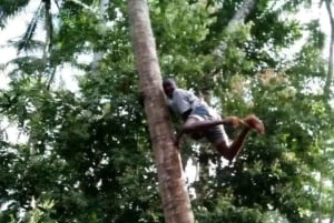 Zanzibar: krydderifarm, Jozani-skoven og The Rock Restaurant