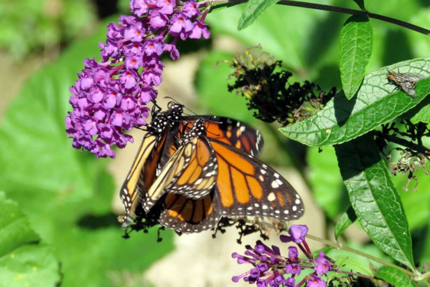 Zanzíbar: visita a la granja de especias, el bosque de Jozani y el centro de mariposas