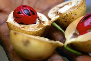 ZANZIBAR: KRYDDGÅRD, JOZANI-SKOGEN OCH MTENDE-STRANDEN